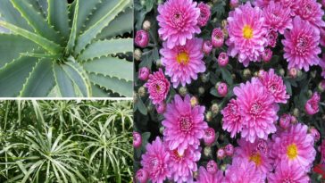 plantes purifiantes air