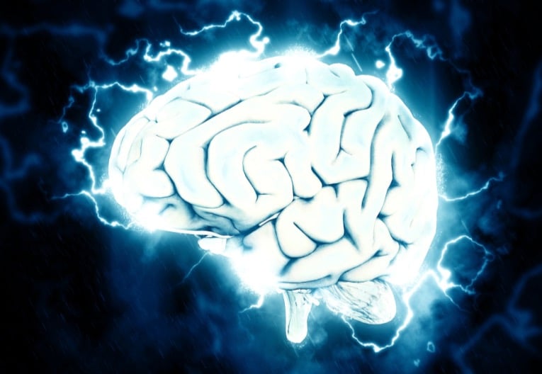 cerveau