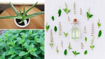 plantes médicinales