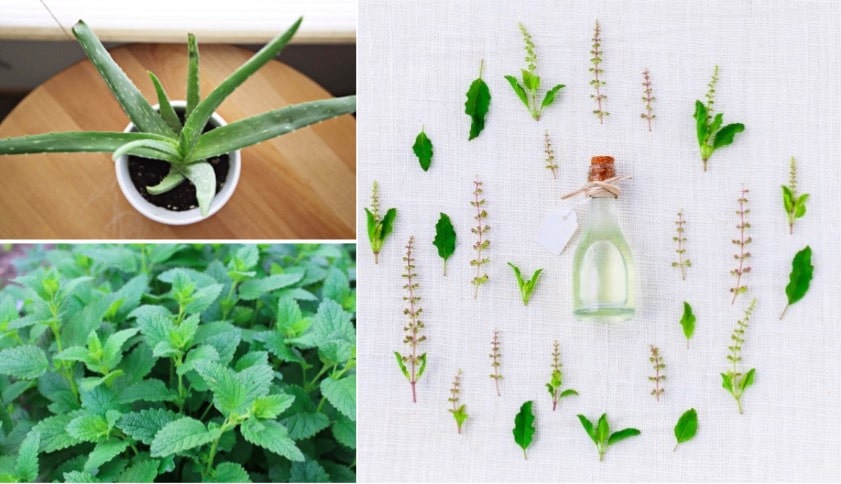 plantes médicinales