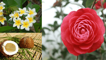 huiles végétales fleurs