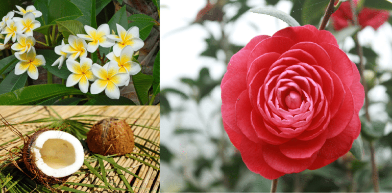 huiles végétales fleurs