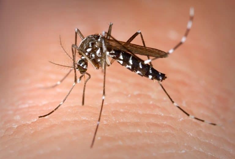 moustiques virus Zika