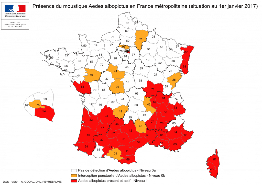 moustique-tigre