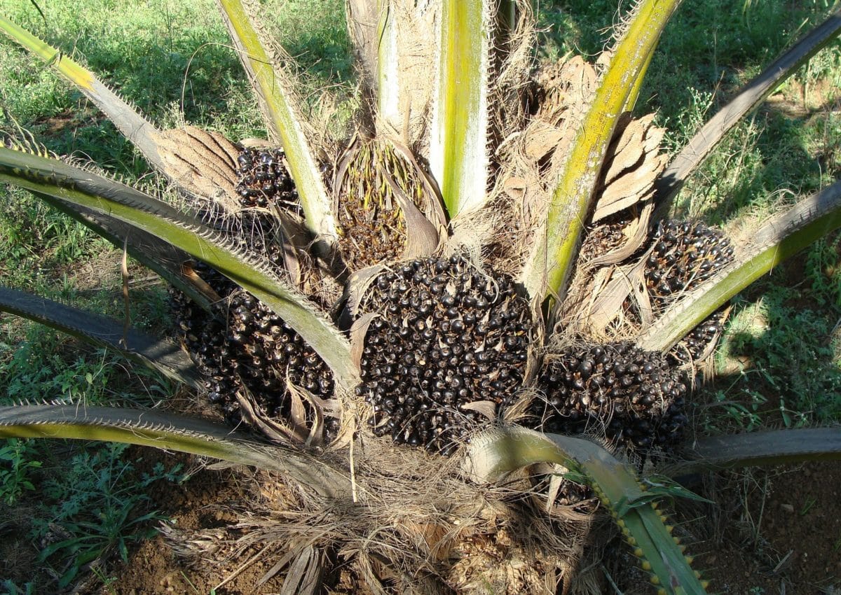 huile palme