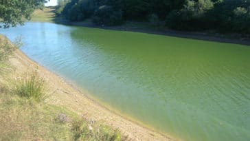 cyanobactéries dans l'eau