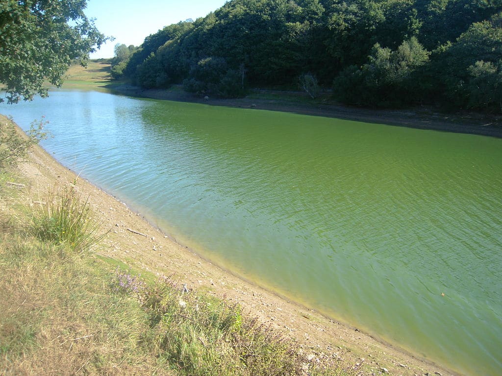 cyanobactéries dans l'eau