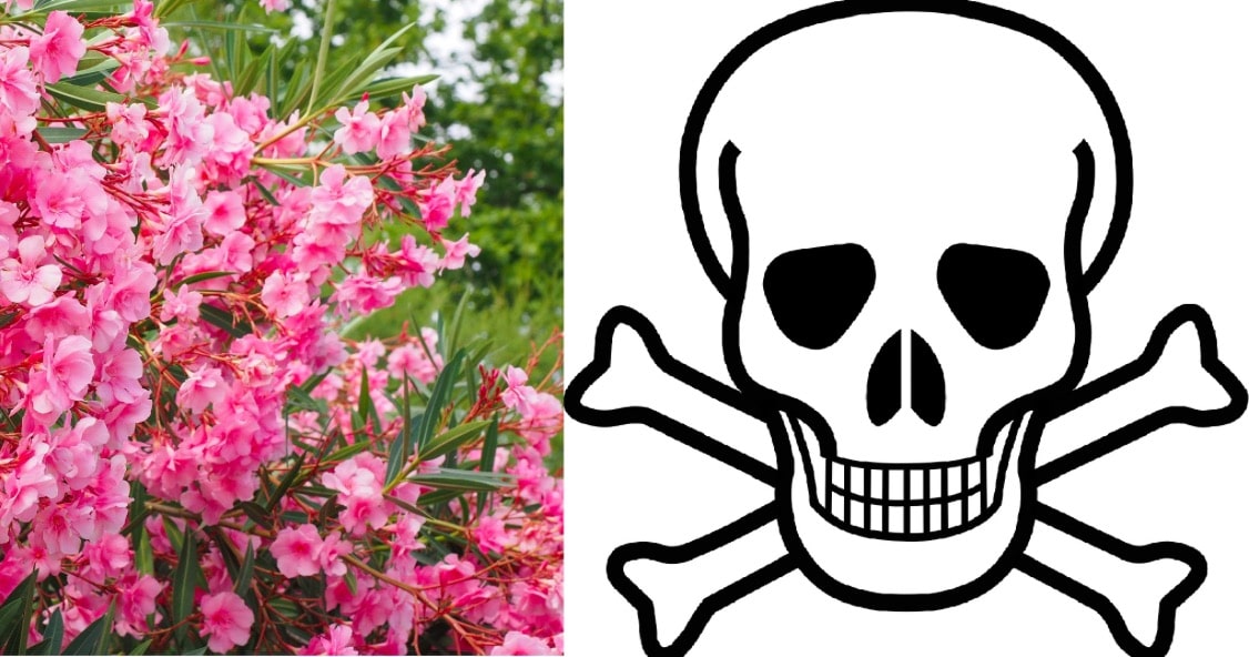 10 plantes toxiques