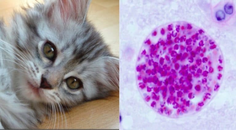 chat toxoplasmose