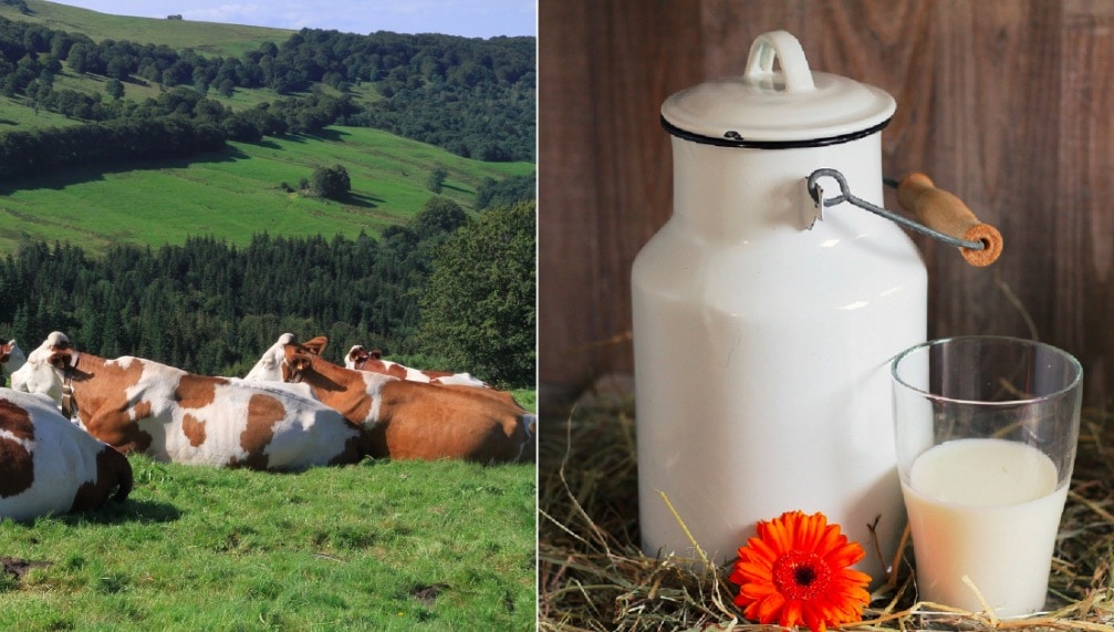 vaches lait