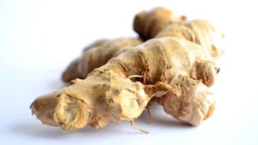 gingembre