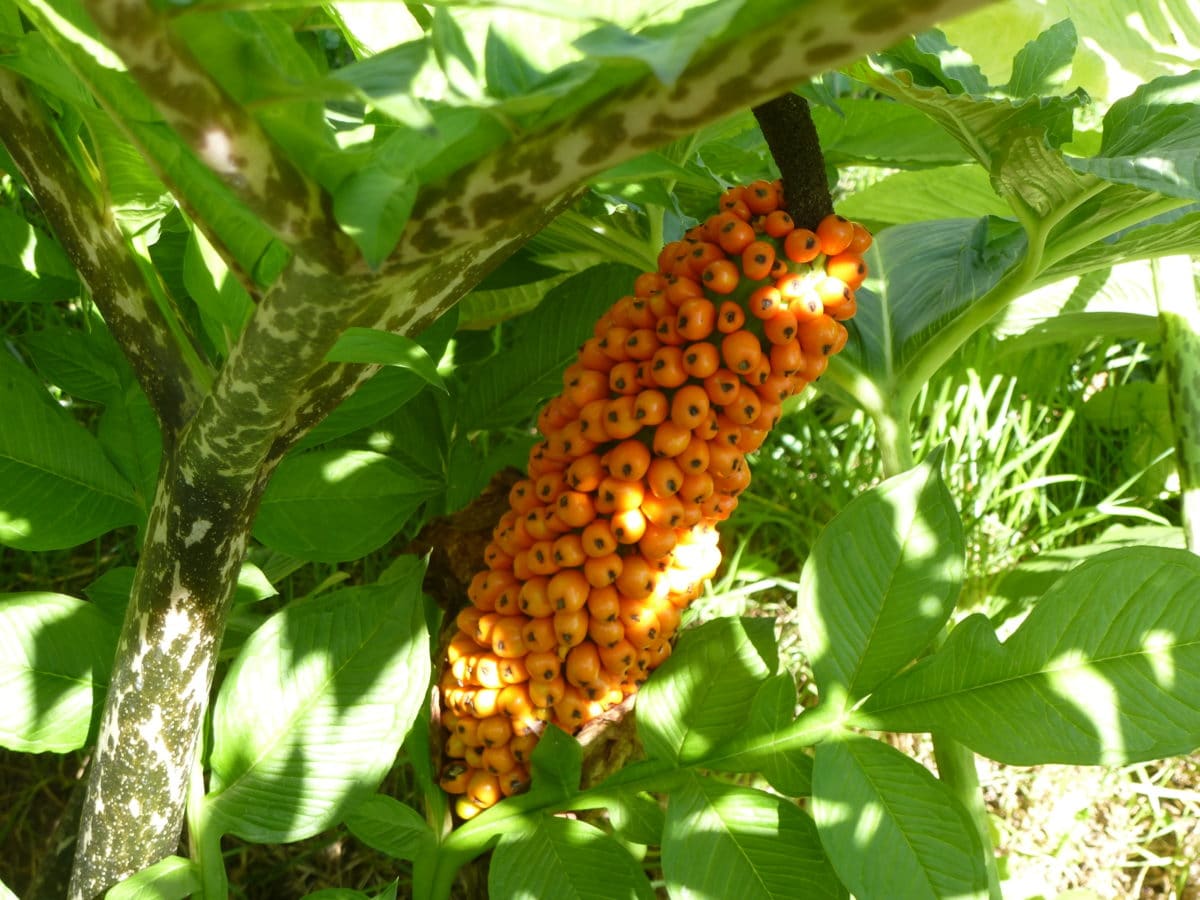 konjac