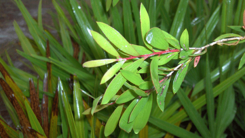 cajeput