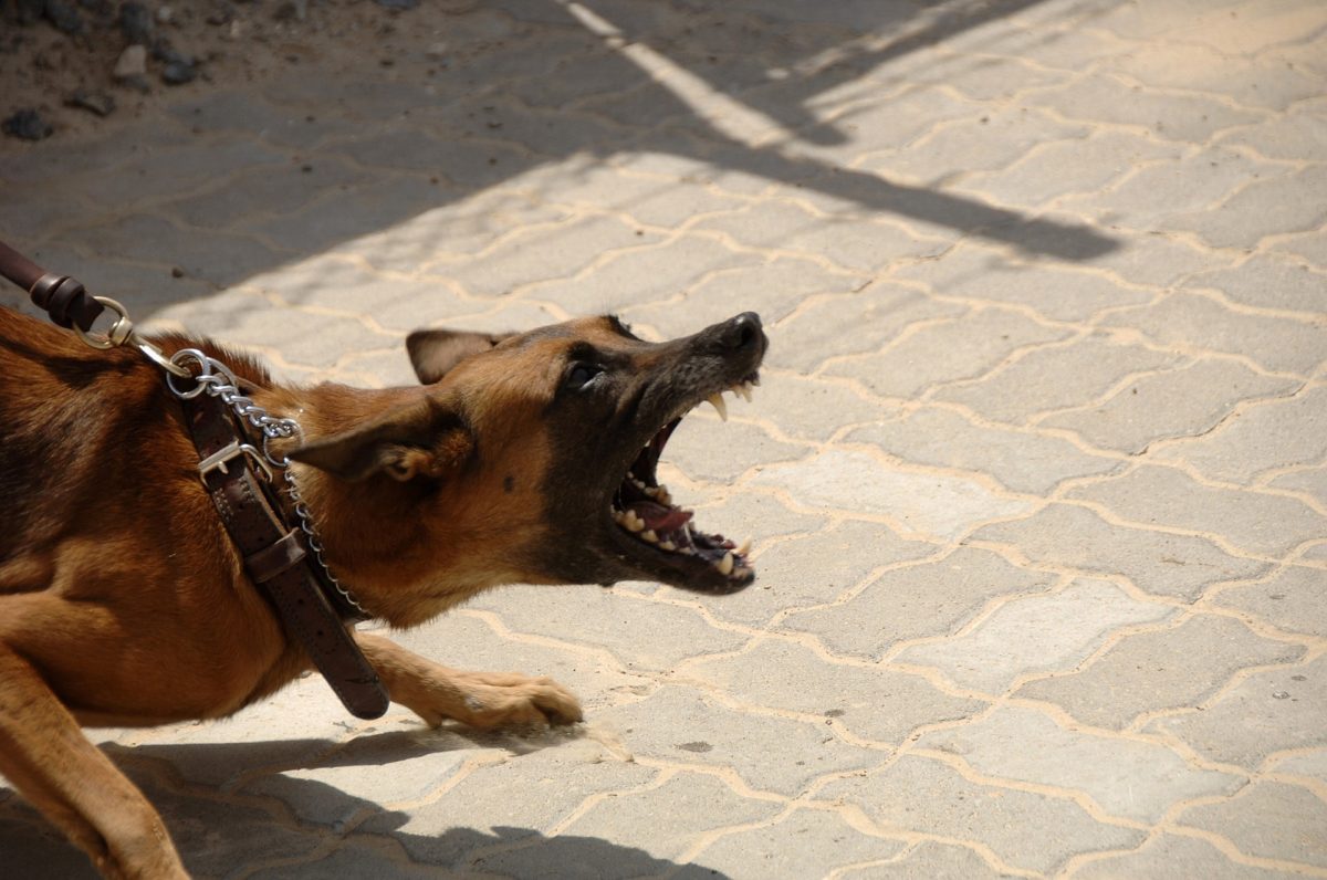 chien rage