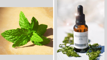 menthe huile essentielle