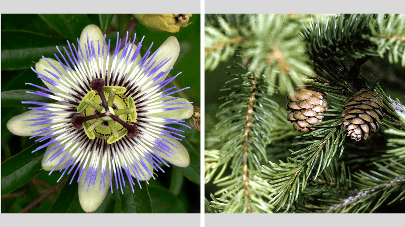 plantes médicinales