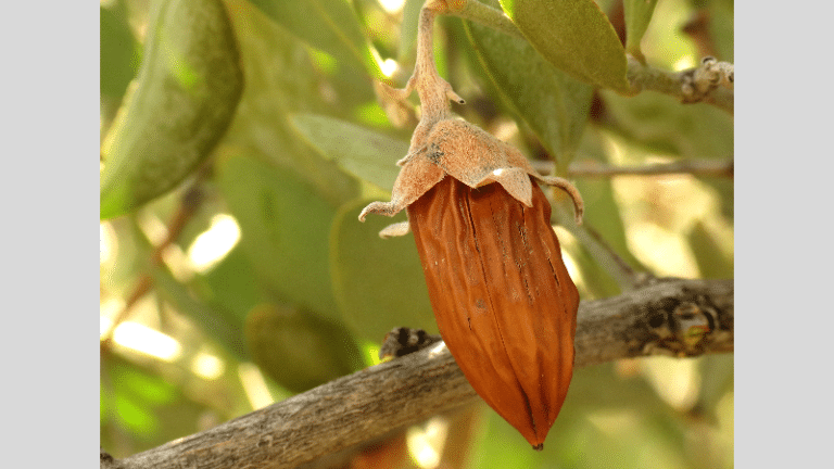 jojoba
