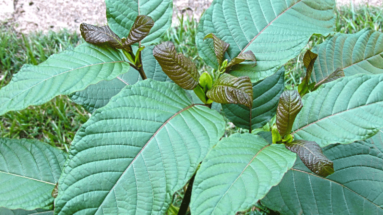 Kratom