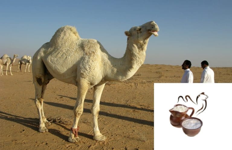 chameau lait de chamelle