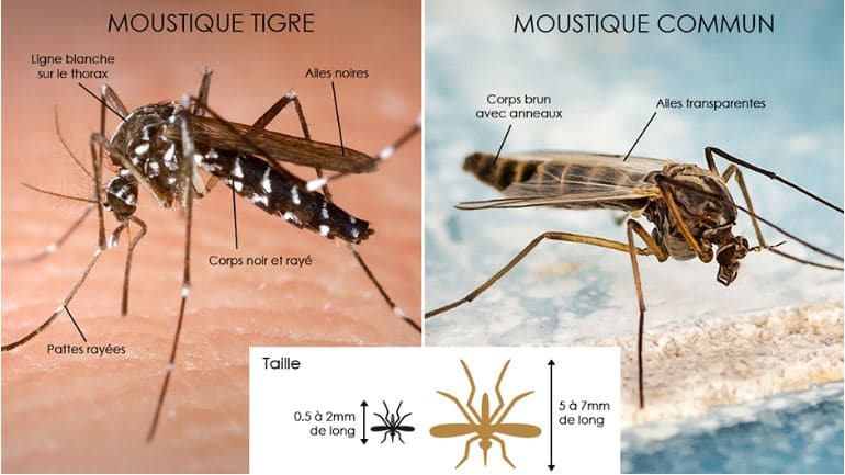 reconnaître moustique tigre