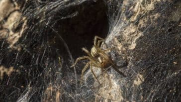 trypophobie peur des trous phobie