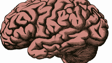 cerveau-Pixabay_holdentrils