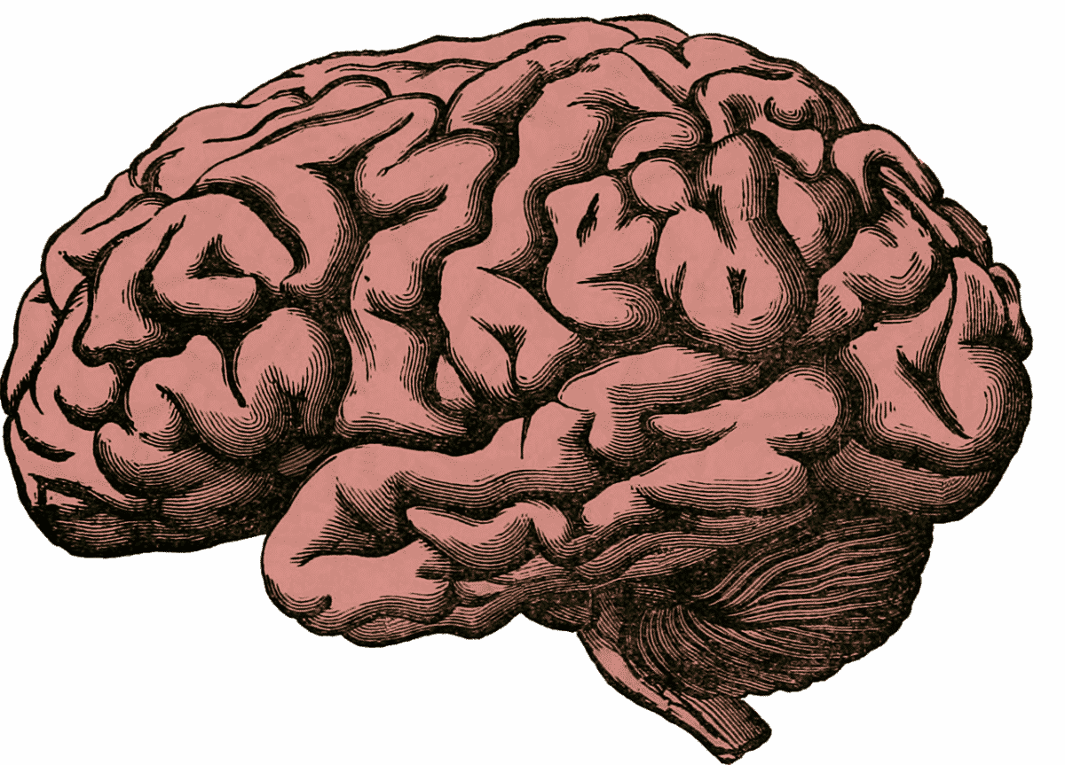 cerveau-Pixabay_holdentrils