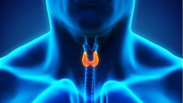 thyroide-Nerthuz _ iStock