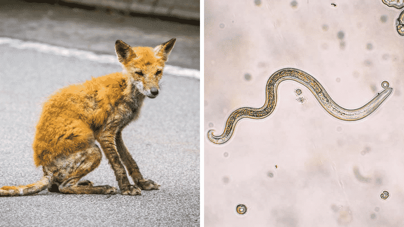 maladie du renard