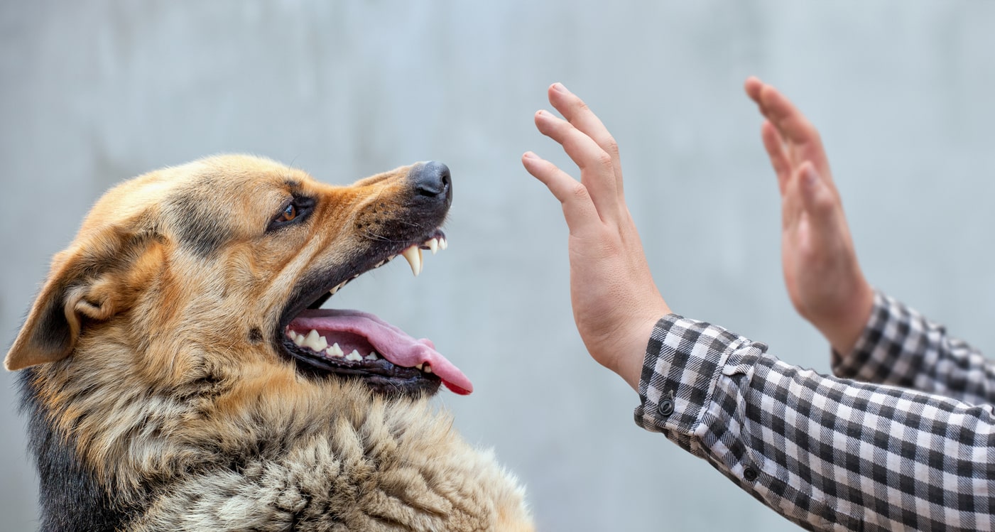 morsure-blessure-chien-féroce-méchant