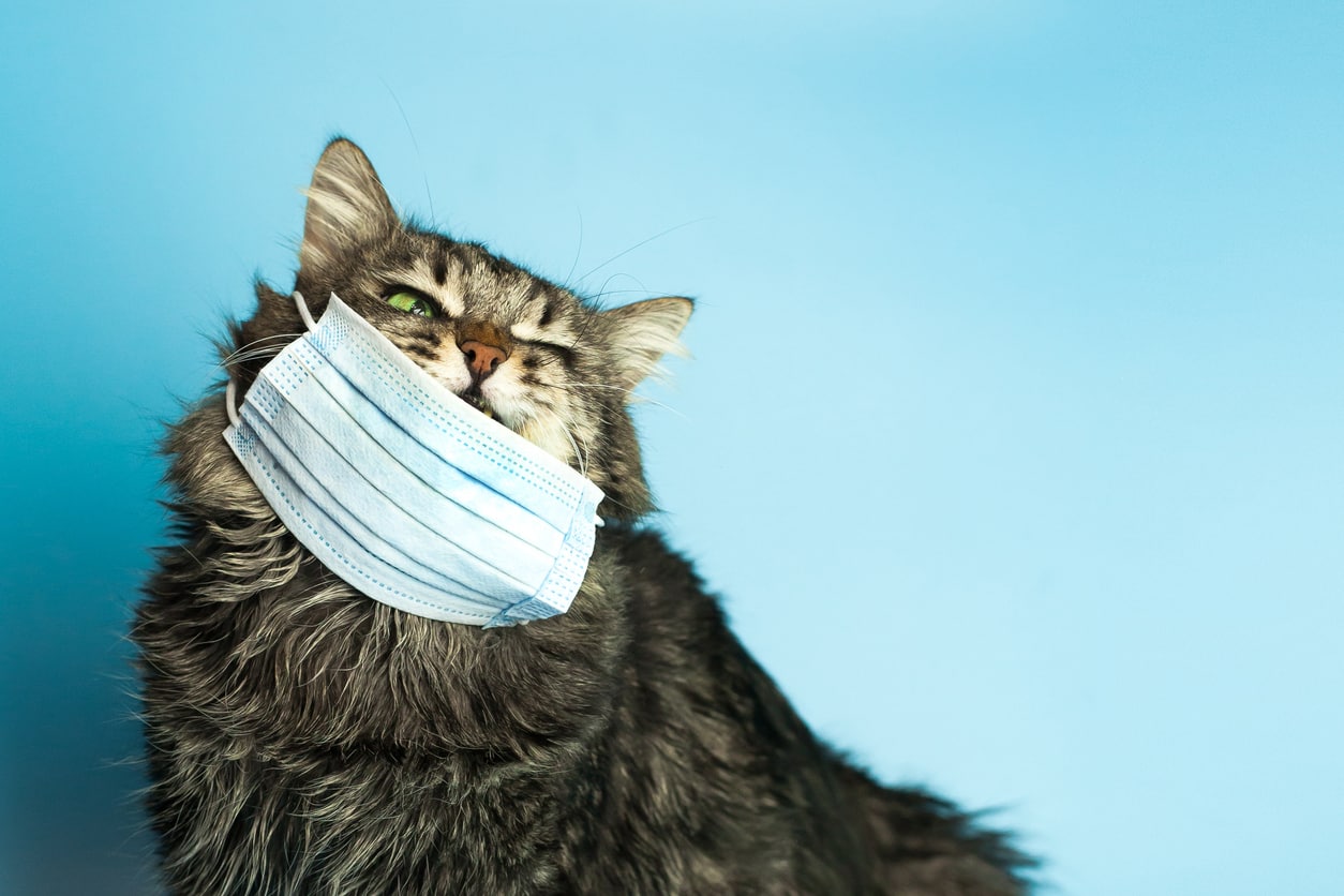 chat-masque-meconten