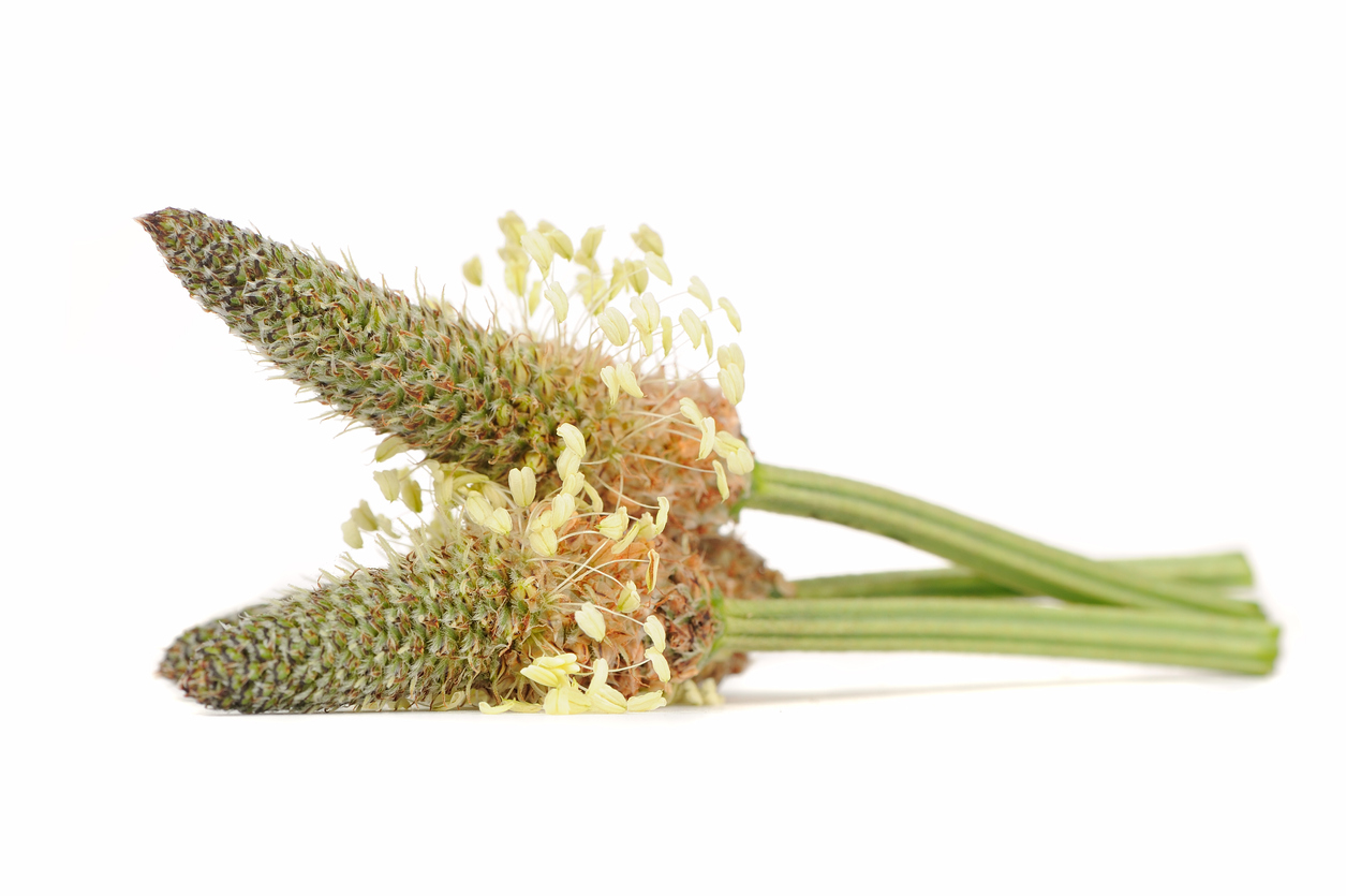 plantain