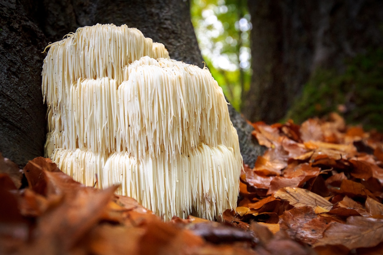 champignon Hericium erinaceus
